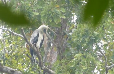 Foto de Águila Arpía (Harpia harpyja), familia Accipitridae, aves de Chile