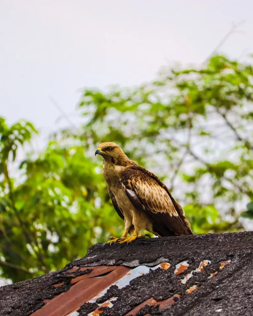 Águila posada en el tejado de una casa, significado espiritual y simbolismo de ver un águila en el techo