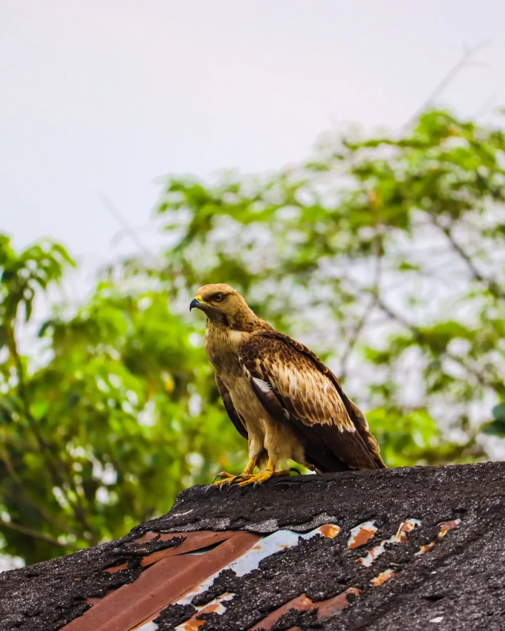 Águila posada en el tejado de una casa, significado espiritual y simbolismo de ver un águila en el techo