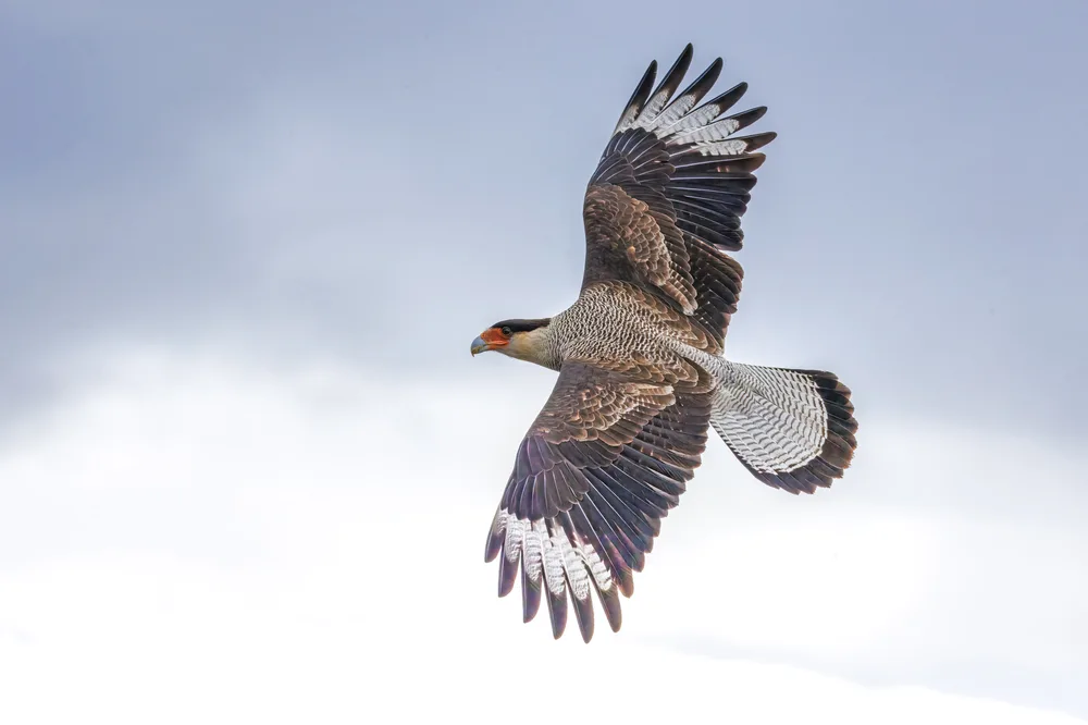 Aguila crestada chilena, rapaz con cresta caracteristica en su habitat natural