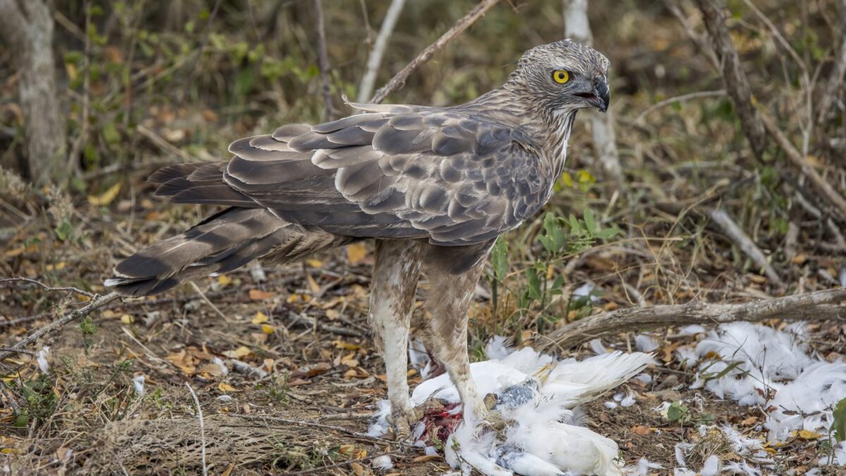 Foto de Águila Crestada (Nisaetus cirrhatus), familia Accipitridae, aves de Chile