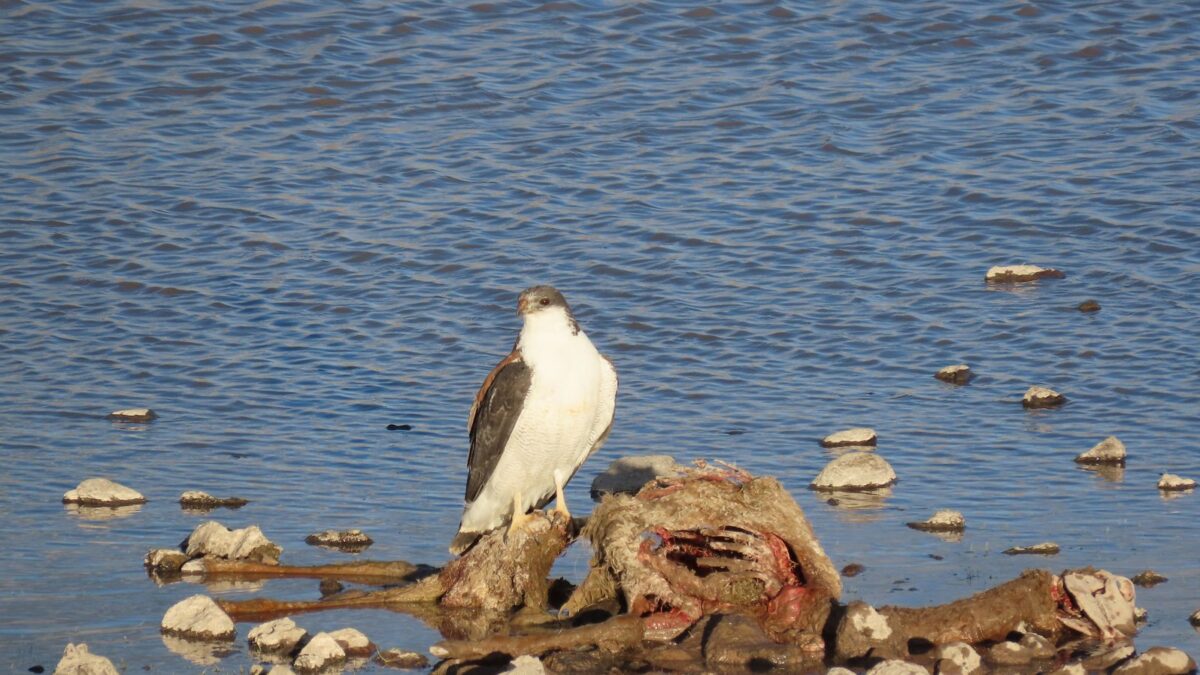Foto de Aguila (Geranoaetus polyosoma), familia Accipitridae, aves de Chile