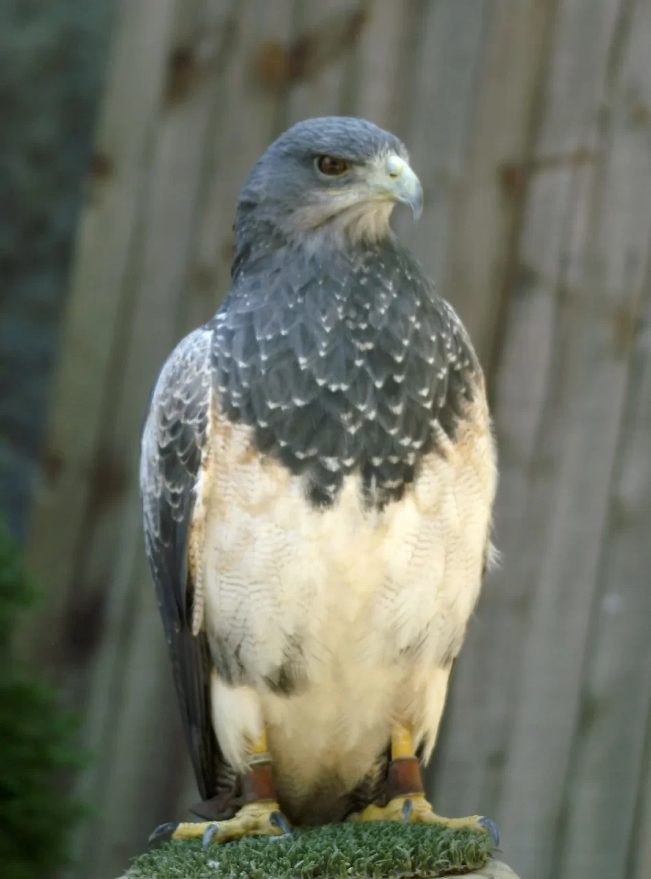 Águila mora chilena (Geranoaetus melanoleucus) - águila en Chile mencionada en la Biblia