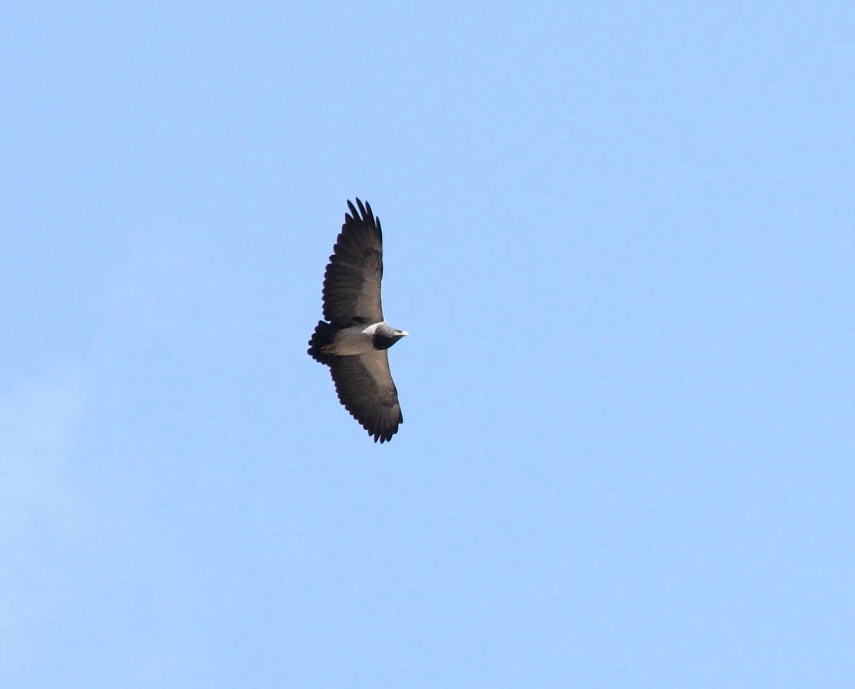 Águila mora chilena o águila de pecho negro posada en su hábitat natural en Chile