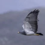 Águila mora chilena (Geranoaetus melanoleucus) en vuelo, simbolismo espiritual de libertad y poder