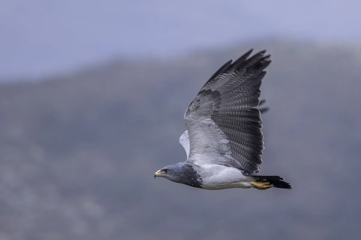 Águila mora chilena en vuelo, simbolismo de libertad, poder y transformación espiritual