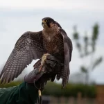 Águila peregrina (halcón peregrino): características, hábitat y velocidad de 390 km/h | avesnativaschilenas.cl
