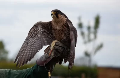 Águila peregrina (halcón peregrino): características, hábitat y velocidad de 390 km/h | avesnativaschilenas.cl