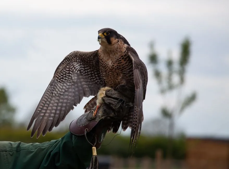 Águila peregrina (halcón peregrino): características, hábitat y velocidad de 390 km/h | avesnativaschilenas.cl