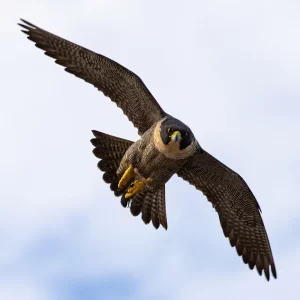 Aguila peregrina o halcon peregrino chileno, rapaz veloz en su habitat