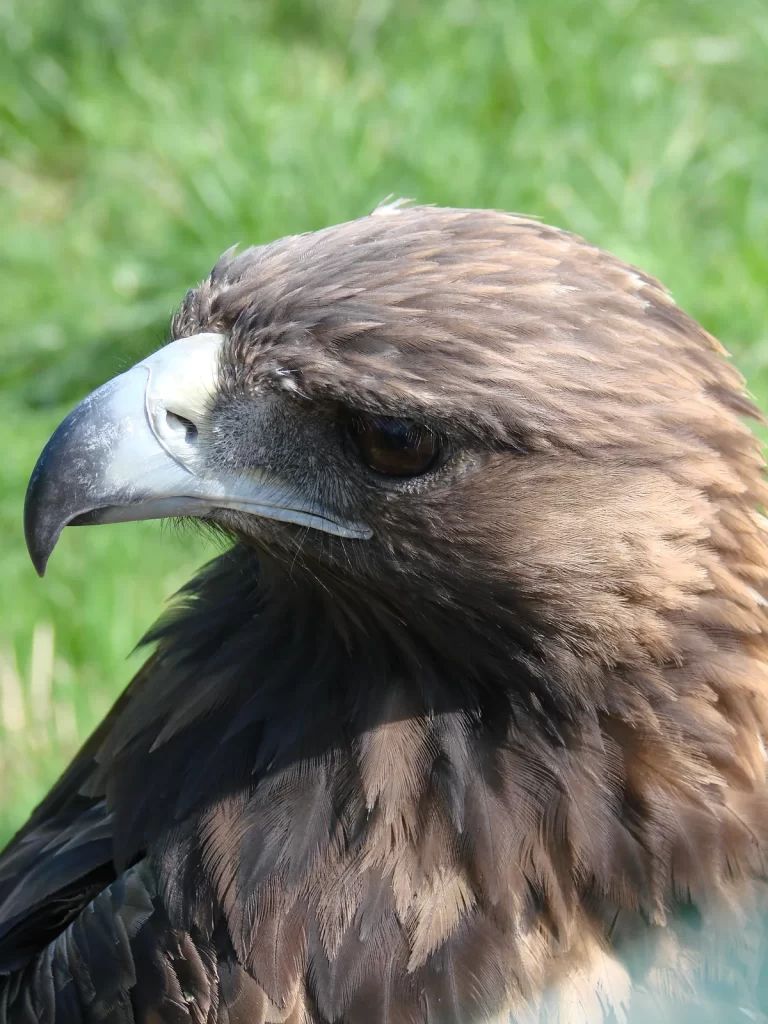 Águila real (Aquila chrysaetos) según la Biblia - características y simbolismo