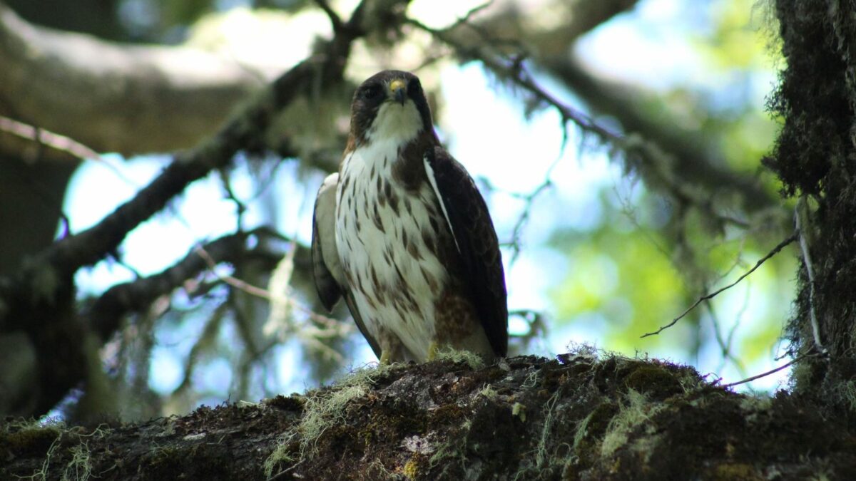 Foto de Aguilucho chico (Buteo albigula), familia Accipitridae, aves de Chile