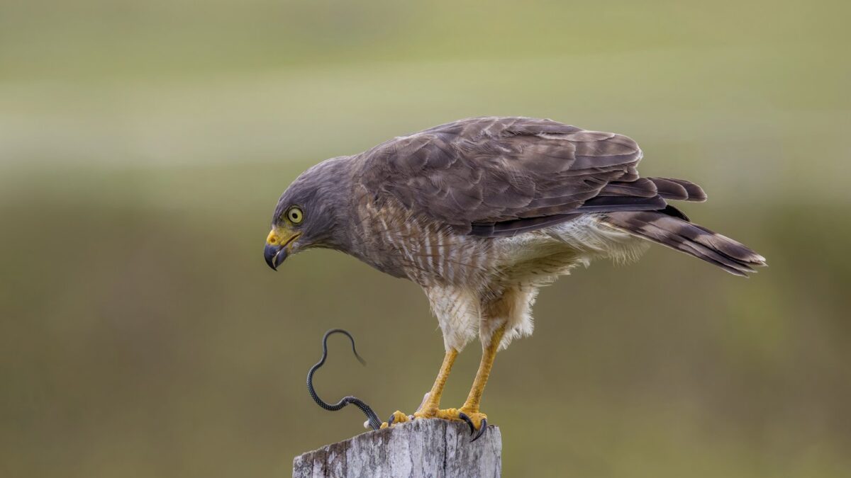 Foto de Aguilucho de ala rojiza (Rupornis magnirostris), familia Accipitridae, aves de Chile