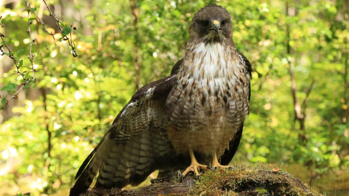 Foto de Aguilucho de cola rojiza (Buteo ventralis), aves de Chile