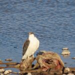 Foto de Aguilucho (Geranoaetus polyosoma), familia Accipitridae, aves de Chile