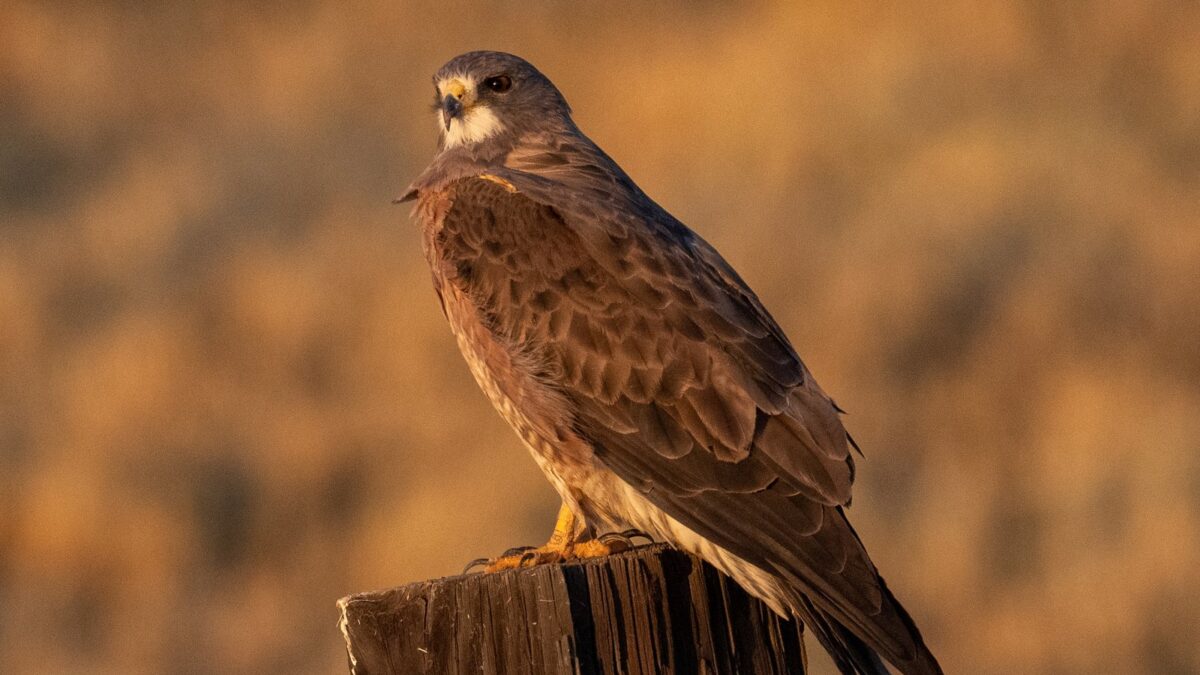 Foto de Aguilucho langostero (Buteo swainsoni), familia Accipitridae, aves de Chile