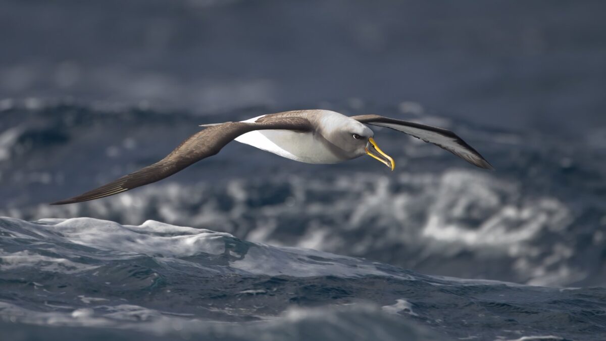 Foto de Albatros de Buller (Thalassarche bulleri), familia Diomedeidae, aves de Chile