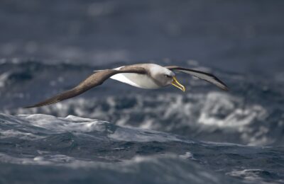 Foto de Albatros de Buller (Thalassarche bulleri), familia Diomedeidae, aves de Chile