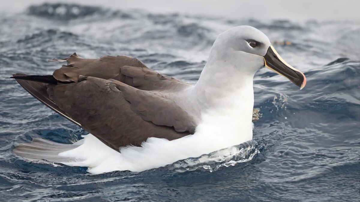 Foto de Albatros de cabeza gris (Thalassarche chrysostoma), familia Diomedeidae, aves de Chile