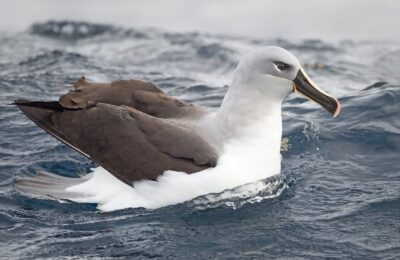 Foto de Albatros de cabeza gris (Thalassarche chrysostoma), familia Diomedeidae, aves de Chile