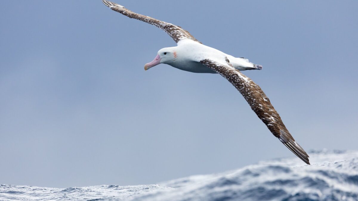 Foto de Albatros de las Antipodas (Diomedea antipodensis), familia Diomedeidae, aves de Chile
