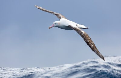 Foto de Albatros de las Antipodas (Diomedea antipodensis), familia Diomedeidae, aves de Chile