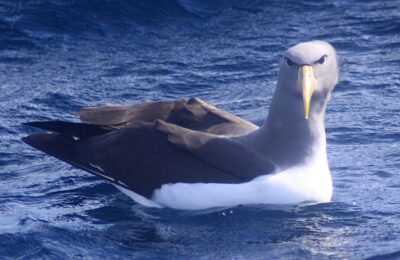 Foto de Albatros de las Chatham (Thalassarche eremita), familia Diomedeidae, aves de Chile