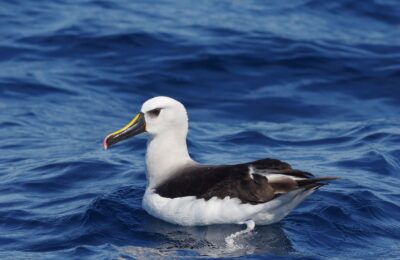 Foto de Albatros de pico delgado (Thalassarche chlororhynchos), familia Diomedeidae, aves de Chile
