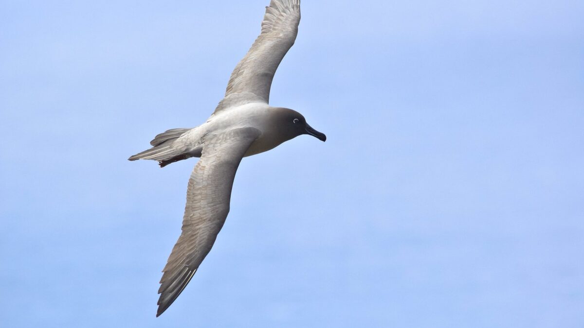 Foto de Albatros oscuro de manto claro (Phoebetria palpebrata), familia Diomedeidae, aves de Chile