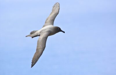 Foto de Albatros oscuro de manto claro (Phoebetria palpebrata), familia Diomedeidae, aves de Chile