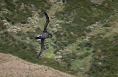 Foto de Albatros oscuro (Phoebetria fusca), familia Diomedeidae, aves de Chile