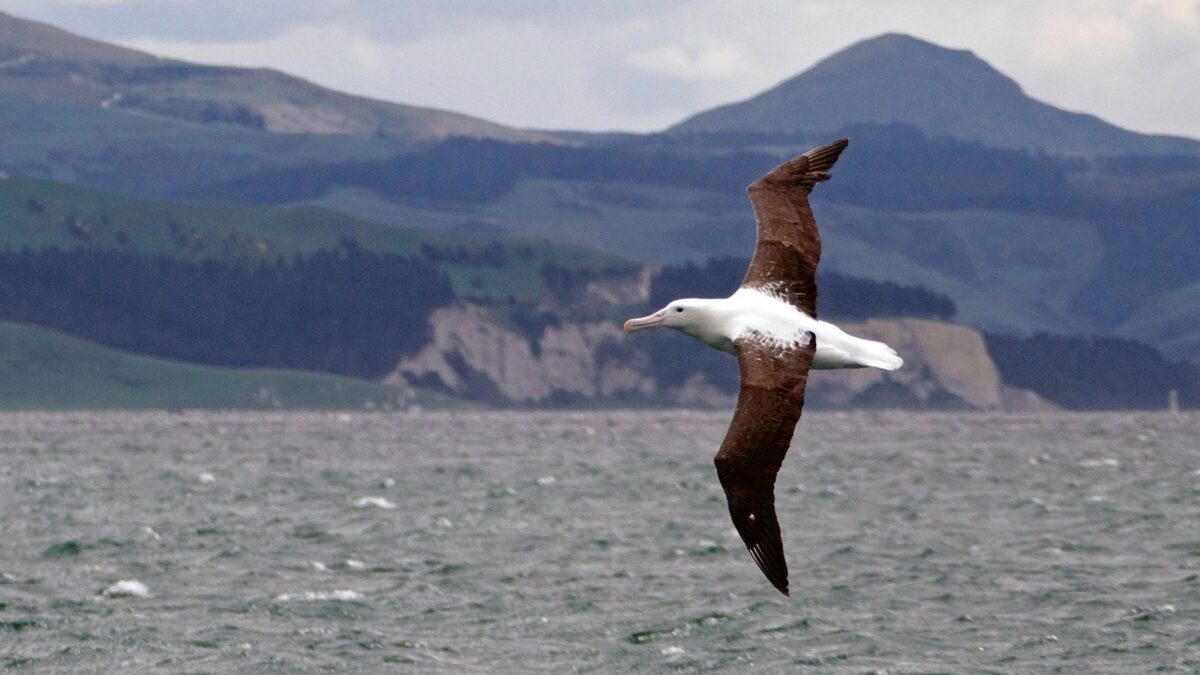 Foto de Albatros real del Norte (Diomedea sanfordi), familia Diomedeidae, aves de Chile