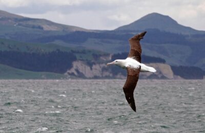 Foto de Albatros real del Norte (Diomedea sanfordi), familia Diomedeidae, aves de Chile
