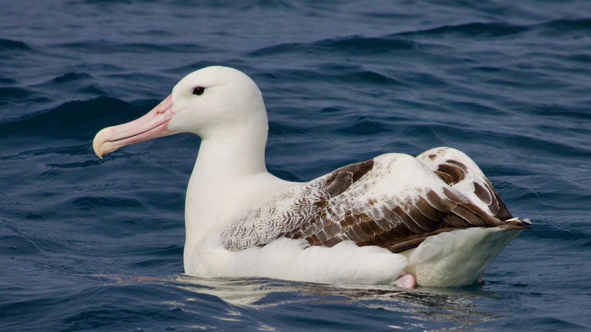 Foto de Albatros real del Sur (Diomedea epomophora), familia Diomedeidae, aves de Chile