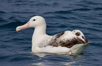 Foto de Albatros real del Sur (Diomedea epomophora), familia Diomedeidae, aves de Chile
