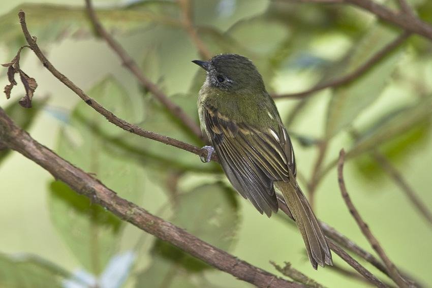 Foto de Arañero cara negra (Leptopogon taczanowskii), familia Parulidae, aves de Chile