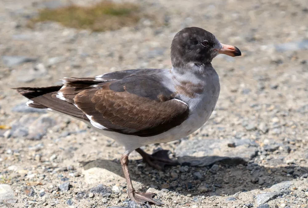 Gaviota Austral en Chile: gaviota de patas y pico rojos en costas patagónicas