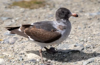 Gaviota Austral en Chile: gaviota de patas y pico rojos en costas patagónicas