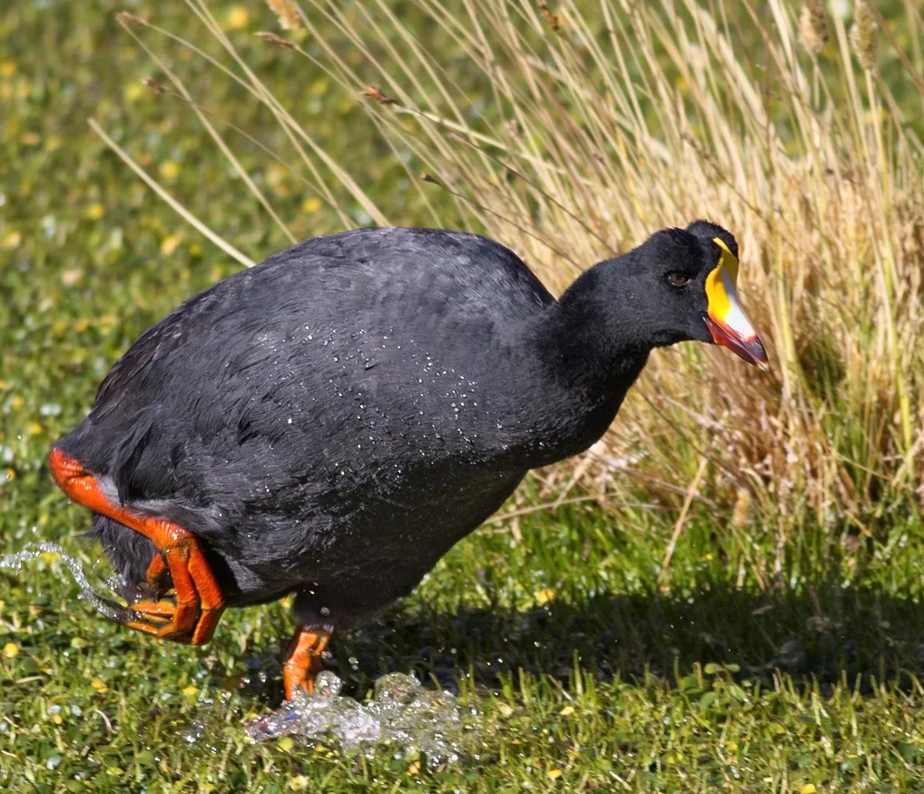 Tagua gigante (Fulica gigantea) en humedal de los Andes chilenos, especie amenazada