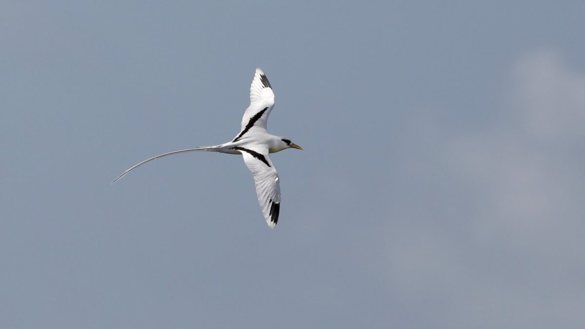 Foto de Ave del trópico de cola blanca (Phaethon lepturus), familia Phaethontidae, aves de Chile
