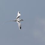 Foto de Ave del trópico de cola blanca (Phaethon lepturus), familia Phaethontidae, aves de Chile