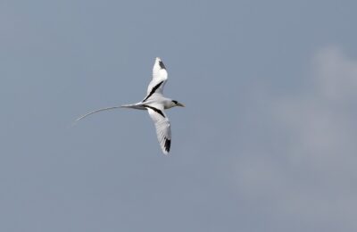 Foto de Ave del trópico de cola blanca (Phaethon lepturus), familia Phaethontidae, aves de Chile