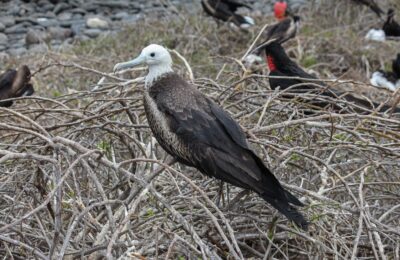 Foto de Ave fragata (Fregata magnificens), familia Fregatidae, aves de Chile