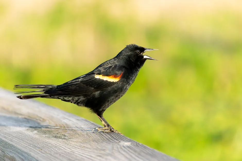 Pájaro de pecho rojo en Chile: la Loica y cómo identificarla | avesnativaschilenas.cl