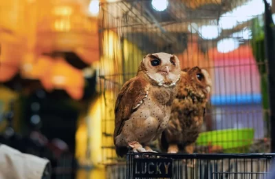 Aves que Cantan de Noche en Chile: Cuáles Son y Cómo Identificarlas por su Canto