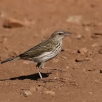 Bailarín Chico (Anthus correndera) en pradera chilena
