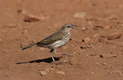 Bailarín Chico (Anthus correndera) en pradera chilena