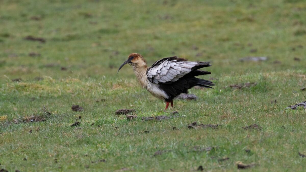 Foto de Bandurria de la puna (Theristicus branickii), familia Threskiornithidae, aves de Chile