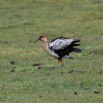 Foto de Bandurria de la puna (Theristicus branickii), familia Threskiornithidae, aves de Chile