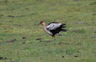 Foto de Bandurria de la puna (Theristicus branickii), familia Threskiornithidae, aves de Chile